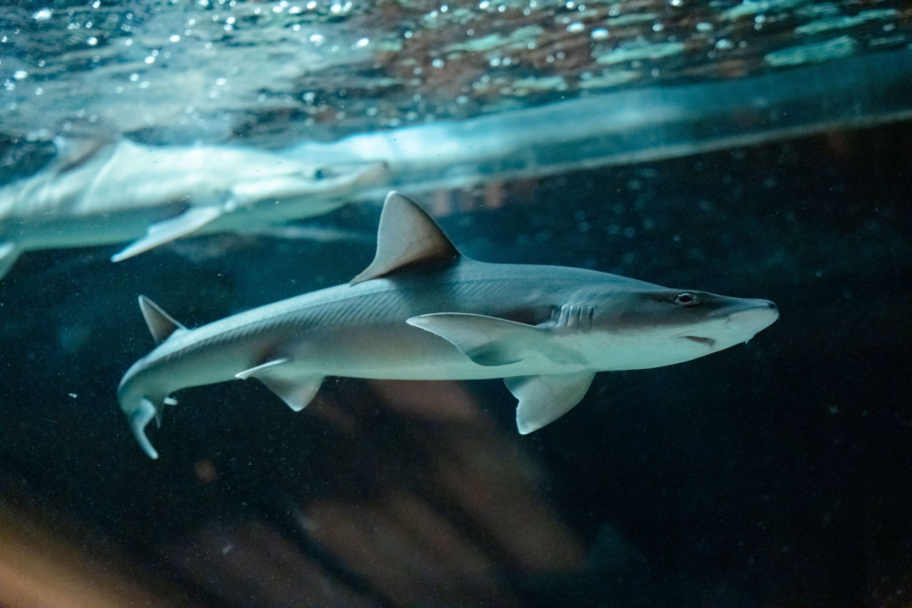 画像の説明 画像の説明